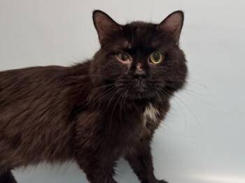 Jambo -  Domestic Long Hair and Domestic Short Hair Cat for Adoption in Golden Valley, Minnesota - Jambo | PetCurious