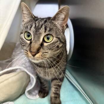 Domestic Short Hair Cats Available for Adoption in Reading, Vermont - Kinder | PetCurious