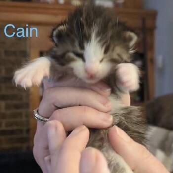 Cain -  Domestic Short Hair Cat Available for Adoption in Spring Hill, Kansas - Cain | PetCurious