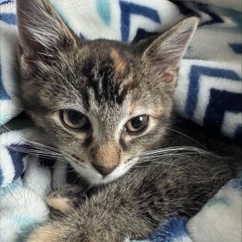Dumpling -  Domestic Short Hair Cat for Adoption in Edwardsville, Illinois - Dumpling | PetCurious