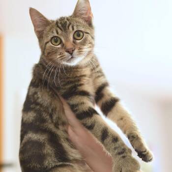 Leonard -  Domestic Short Hair Cat for Adoption in Belleville, Illinois - Leonard | PetCurious