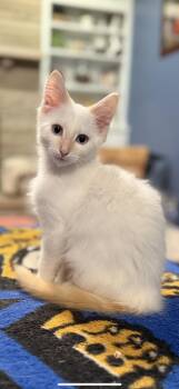 Rescue Domestic Medium Hair Cats for Adoption in Murray, Kentucky - Katsu | PetCurious