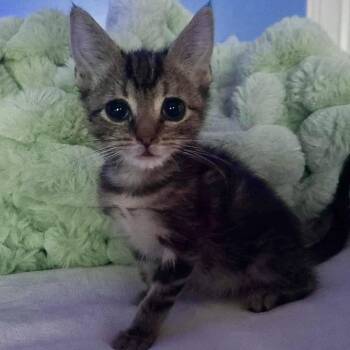 Rescue Domestic Short Hair Cats for Adoption in Richmond, Virginia - Yellow | PetCurious