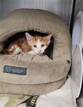 DUMBO -  Domestic Short Hair Cat for Adoption in Fort Walton Beach, Florida - DUMBO | PetCurious