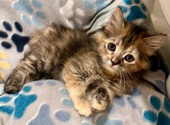 Lexus -  Domestic Long Hair Cat for Adoption in Millcreek, Utah - Lexus | PetCurious