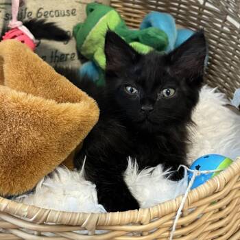 Chocolate Chip -  Domestic Medium Hair Cat for Adoption in San Antonio, Texas - Chocolate Chip | PetCurious