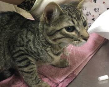 MEENY -  Domestic Short Hair Cat for Adoption in Riverside, California - MEENY | PetCurious