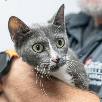 SWEET PEA-30958 -  Domestic Short Hair Cat for Adoption in Memphis, Tennessee - SWEET PEA-30958 | PetCurious