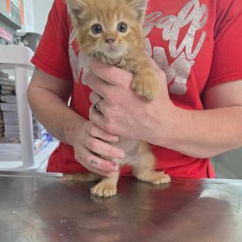 Bubbles -  Domestic Short Hair Cat Available for Adoption in Clanton, Alabama - Bubbles | PetCurious