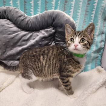 Enya -  Domestic Short Hair Cat for Adoption in Fort Wayne, Indiana - Enya | PetCurious