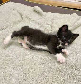 Otto -  Tuxedo and Domestic Short Hair Cat for Adoption in Walnut Creek, California - Otto | PetCurious
