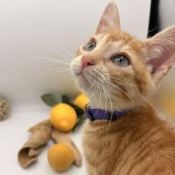 Chester -  Domestic Short Hair Cat for Adoption in Springfield, Missouri - Chester | PetCurious