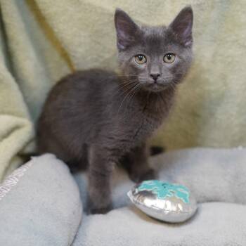Russian Blue Cats Available for Adoption in Garland, Texas - Smudge | PetCurious
