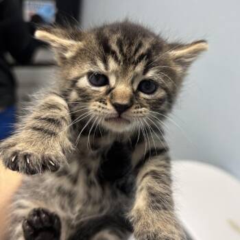 Binky -  Domestic Medium Hair Cat for Adoption in Riverside, California - Binky | PetCurious
