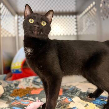 Charcoal -  Domestic Short Hair Cat for Adoption in Portage, Michigan - Charcoal | PetCurious