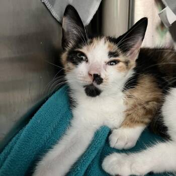 Binder -  Domestic Short Hair Cat for Adoption in Philadelphia, Pennsylvania - Binder | PetCurious