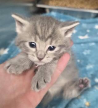 Domestic Short Hair Cats Available for Adoption in Casper, Wyoming - EMERALD | PetCurious