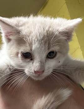 Rescue Domestic Short Hair Cats for Adoption in Spartanburg, South Carolina - Storm | PetCurious