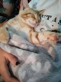 Baker -  Tabby and Domestic Short Hair Cat for Adoption in Walnut Creek, California - Baker | PetCurious