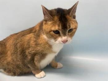 Alice -  Domestic Short Hair Cat for Adoption in Golden Valley, Minnesota - Alice | PetCurious