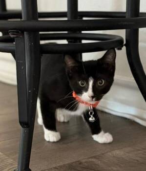 Axe -  Tabby Cat for Adoption in San Antonio, Texas - Axe | PetCurious
