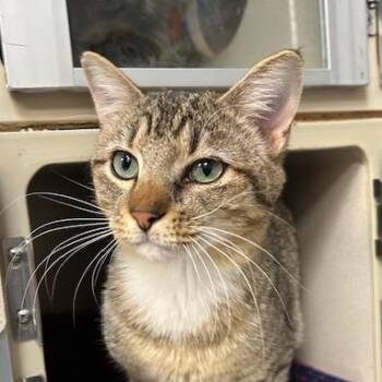 Domestic Short Hair Cats Available for Adoption - Acorn | PetCurious