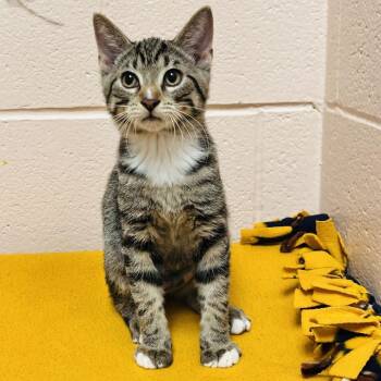 Martha Stewart -  Domestic Short Hair Cat for Adoption in Owosso, Michigan - Martha Stewart | PetCurious