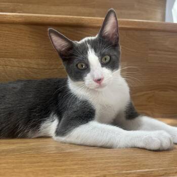 Aurora -  Domestic Short Hair Cat for Adoption in Long Beach, California - Aurora | PetCurious