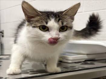 ADELINA -  Domestic Long Hair Cat for Adoption in Derwood, Maryland - ADELINA | PetCurious
