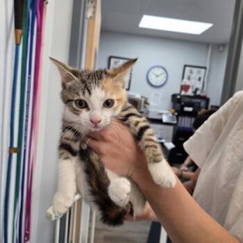 Domestic Short Hair Cats Available for Adoption in Fairhope, Alabama - Lovely | PetCurious