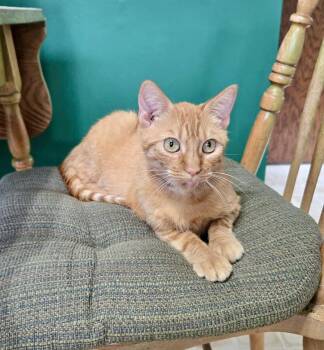 Mariska -  Domestic Short Hair Cat for Adoption in Columbus, Minnesota - Mariska | PetCurious