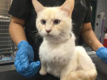 REMY -  Domestic Short Hair Cat for Adoption in Thousand Palms, California - REMY | PetCurious