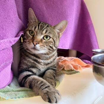 Domestic Short Hair Cats Available for Adoption in Harrisonburg, Virginia - Davey | PetCurious