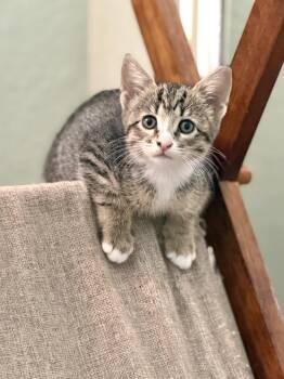 Domestic Short Hair Cats Available for Adoption in Mission Viejo, California - Stormy | PetCurious