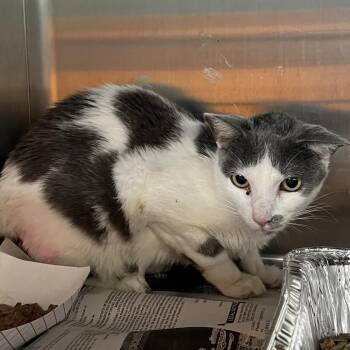 Domestic Short Hair Cats Available for Adoption in Pauls Valley, Oklahoma - Sage | PetCurious