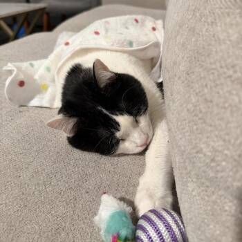 Whiz -  Domestic Medium Hair Cat for Adoption in Chicago, Illinois - Whiz | PetCurious
