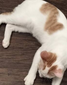 Ziggy J. -  Domestic Short Hair Cat for Adoption in Frisco, Texas - Ziggy J. | PetCurious