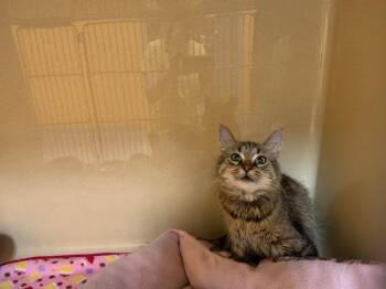 Rescue Domestic Medium Hair Cats for Adoption in St. Joseph, Michigan - Rosita | PetCurious
