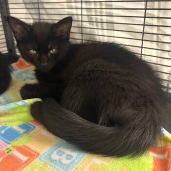 Augie -  Domestic Medium Hair Cat for Adoption in Monroe, Michigan - Augie | PetCurious