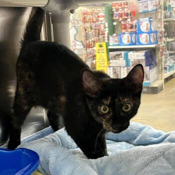 Rescue Domestic Short Hair Cats for Adoption in Norwalk, Connecticut - Clover Blossom | PetCurious