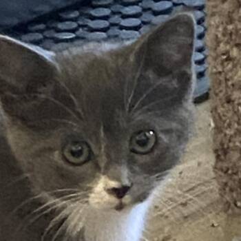 Domestic Short Hair Cats Available for Adoption in Prosper, Texas - Waverly | PetCurious