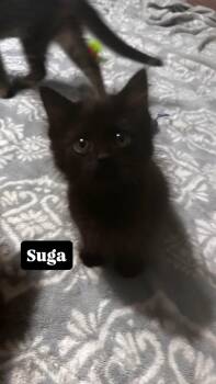 Suga -  Domestic Short Hair Cat for Adoption in Clarksville, Tennessee - Suga | PetCurious