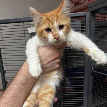 Maxine -  Domestic Long Hair Cat for Adoption in Birmingham, Alabama - Maxine | PetCurious