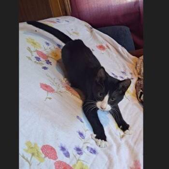 Rescue Domestic Short Hair Cats for Adoption in Menasha, Wisconsin - Beelz | PetCurious