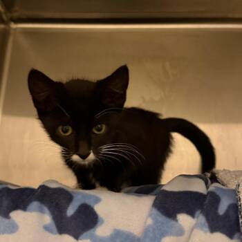 Anemone -  Domestic Short Hair Cat Available for Adoption in Council Bluffs, Iowa - Anemone | PetCurious