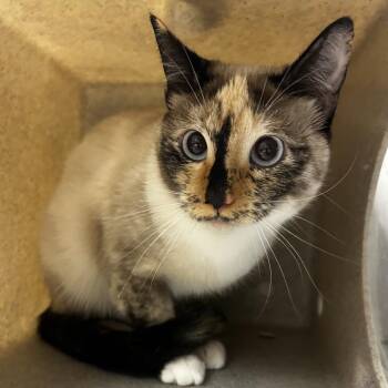 Princess -  Domestic Short Hair Cat for Adoption in Reno, Nevada - Princess | PetCurious