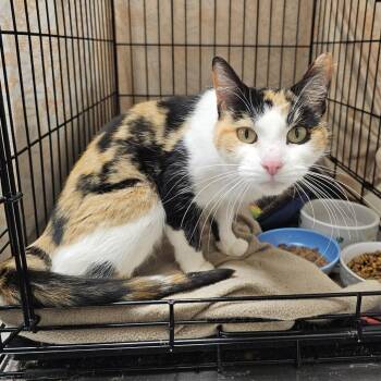 Cleo -  Domestic Short Hair Cat for Adoption in Monroe, Michigan - Cleo | PetCurious