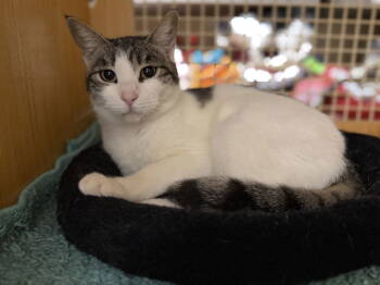Rescue American Shorthair and Tabby Cats for Adoption in Napa, California - Maybelline Napa Petco | PetCurious