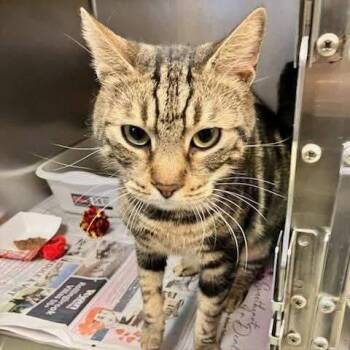 Domestic Short Hair Cats Available for Adoption - Edgar | PetCurious