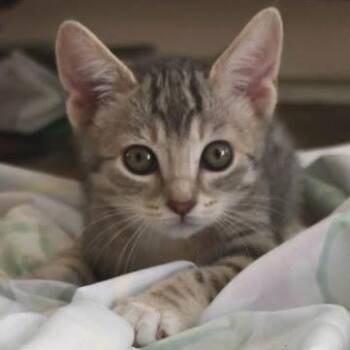 Domestic Short Hair Cats Available for Adoption in Los Angeles, California - Weslie | PetCurious